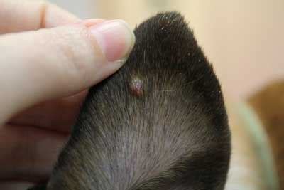 What is this bump on my dog's ear?