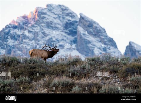 Bull elk bugling Stock Photo - Alamy