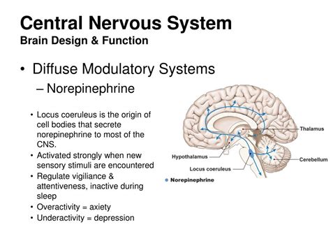 PPT - Central Nervous System PowerPoint Presentation, free download - ID:4570952