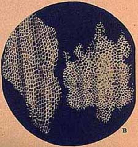 Cell Theory timeline | Timetoast timelines