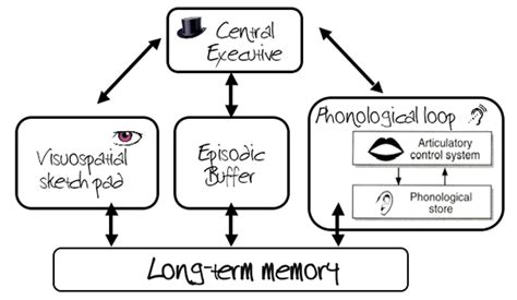 MEMORY - the working memory model (Baddeley & Hitch) Diagram | Quizlet