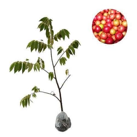 Jual Tanaman Kersen (Jamaica Cherry) | Bibit Online