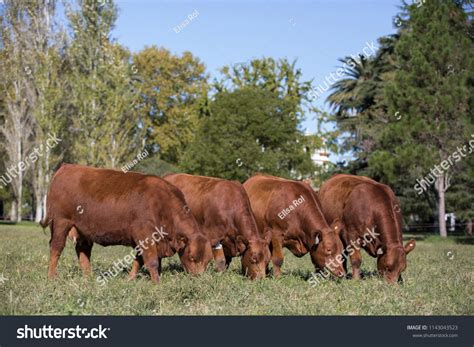 Angus Cattle Farming Stock Photo 1143043523 | Shutterstock