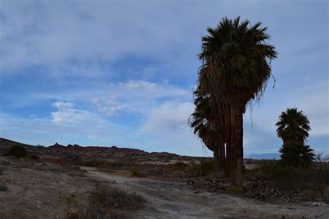 The Natural Oasis Known As Rogers Spring In Nevada Is Impossible Not To Love | Nevada travel ...