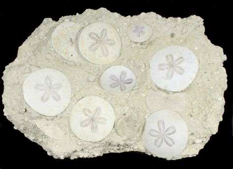 Spectacular Fossil Sand Dollar Cluster - 14.5" Tall (#38963) For Sale - FossilEra.com