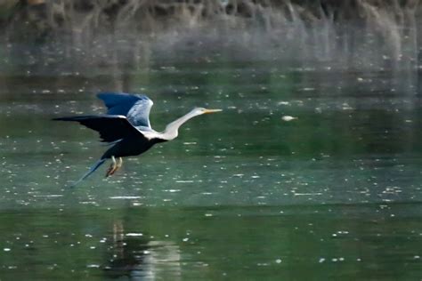 eBird Checklist - 2 Nov 2023 - Sukhna Lake Chandigarh - 8 species