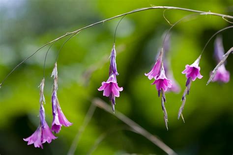 Dierama pendulum | grassy bells Bulbs/RHS