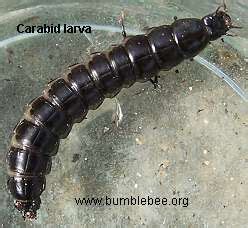 Ground Beetles found in and around in Torphins Wood, Scotland