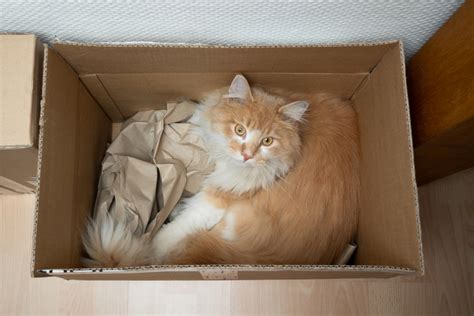 5 Easy DIY Cardboard Box Crafts for Cats