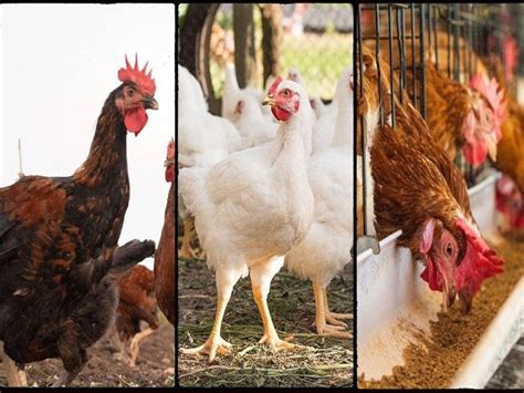 Poultry Farming: Know the Difference Between Country, Broiler and Layer Chicken