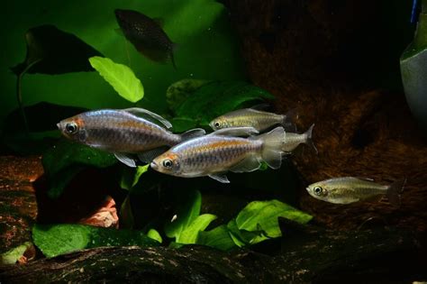 Tetra Fish Feeding Schedule: Expert Tips For Healthy Tetras - Aquarium Fish Source