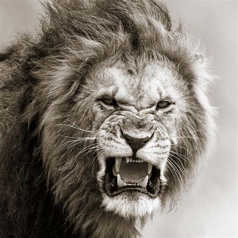 lion snarl | Male lion, Lion photography, Lion pictures