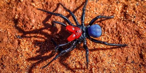 The World's Most Venomous Spiders: 15 Deadliest Species⚠️