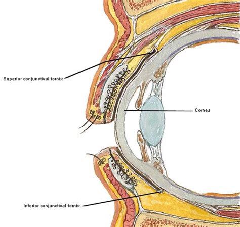 “Aye, Eye – The Eyes – Part 2!” – Outlander Anatomy