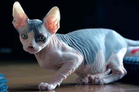 WATCH: Scammer Is Shaving Kittens and Selling Them as Expensive, Exotic Hairless Cats in Canada