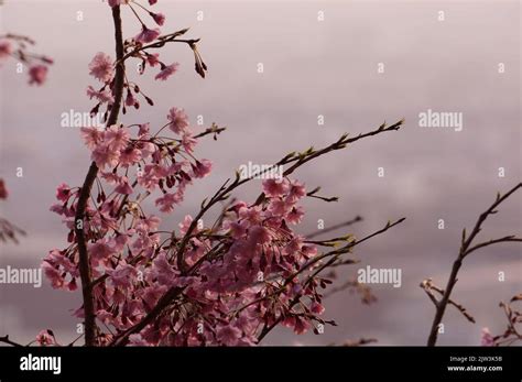 Cherry blossom season in Japan Stock Photo - Alamy