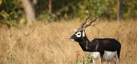 Ungulate Species Rescued And Cared For By Wildlife SOS - Wildlife SOS