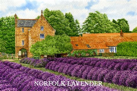 Norfolk Lavender.12 x 15 Print - Kevin Robinson Collection