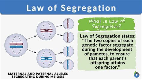 Mendel's Law of Segregation - Biology Online Dictionary