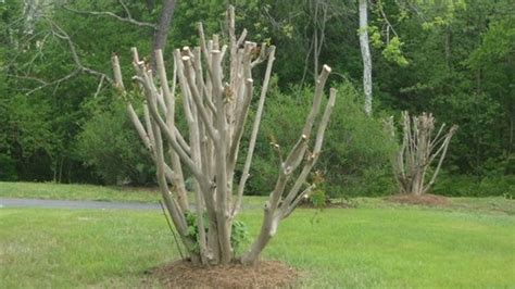 How To Prune The Crape Myrtle Tree – Step Wise Details | Your Gardening Forum