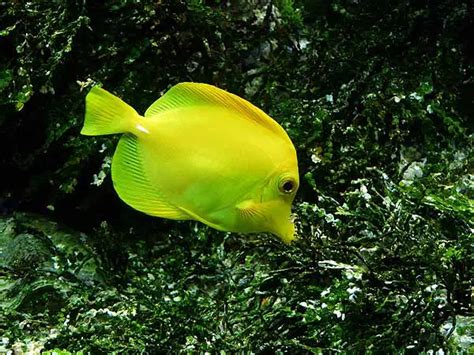 Yellow tang care guide: fish size, facts, photos, tank mates