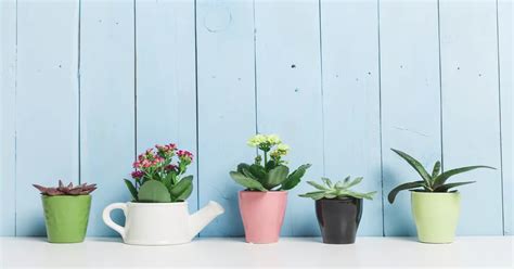 Humidity Lowering Houseplants - GIY Plants