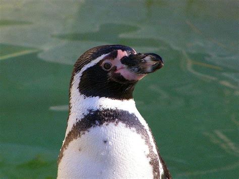 Humboldt Penguin Bird Facts | Spheniscus humboldti | AZ Animals