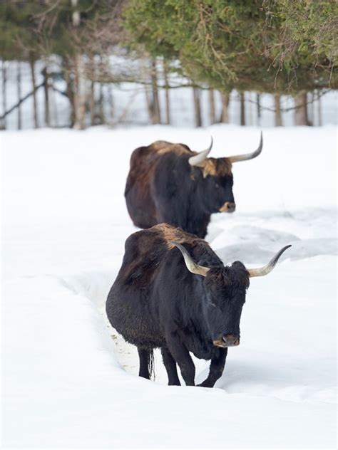 Somerset House - Images. HECK CATTLE AN ATTEMPT TO BREED BACK THE ...