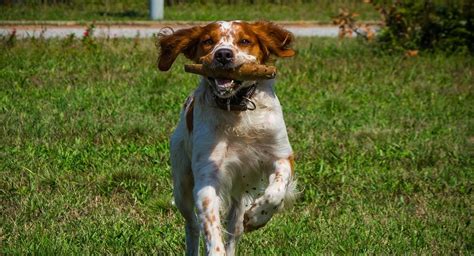 Brittany Spaniel Puppies for Sale - Greenfield Puppies