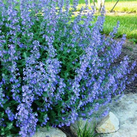 CATMINT - A-K Miscellaneous Flowers | Australian Seed