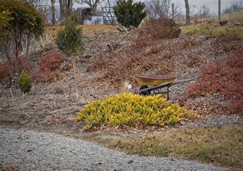 5 Shore Juniper Landscaping Use Ideas