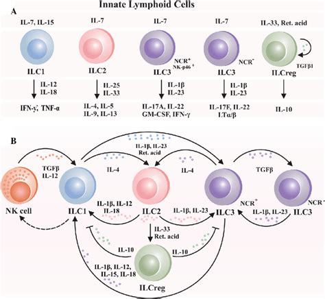 Innate lymphoid cells (ILCs). A Different cytokines and chemokines... | Download Scientific Diagram