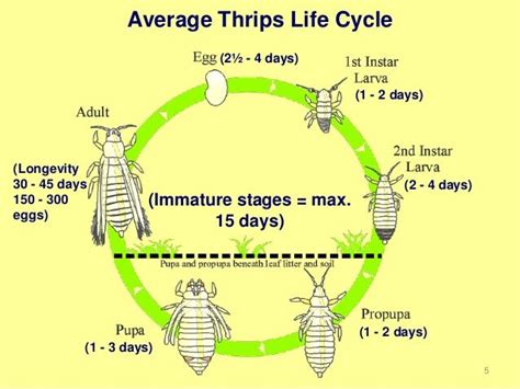 crop-protection-assessment-of-thrips-species-complex-and-economic-loss ...