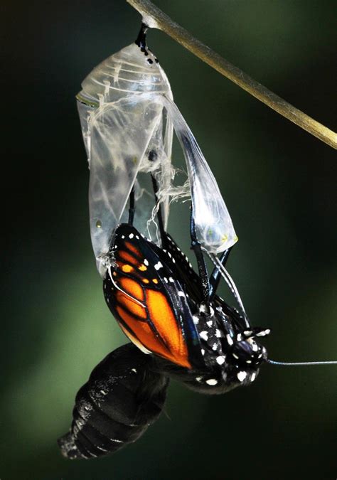 All of Nature: Monarch Butterfly Emerging From Chrysalis | Butterfly ...