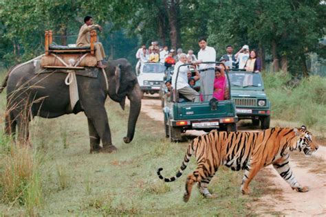 Guide to Tiger Safari in India – Best Tours, Destinations and Species