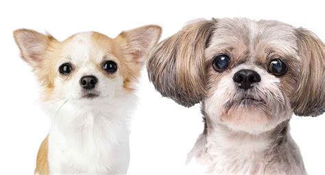 Shih Tzu Chihuahua Mix - Is This The Perfect Cross For You?