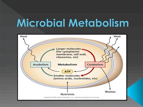 SOLUTION: Microbial metabolism lecture part a - Studypool