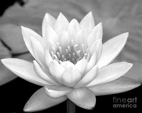 Water Lily in Black and White Photograph by Sabrina L Ryan - Pixels