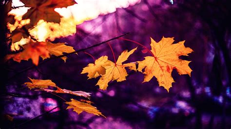 Fall Purple Wallpapers - 4k, HD Fall Purple Backgrounds on WallpaperBat