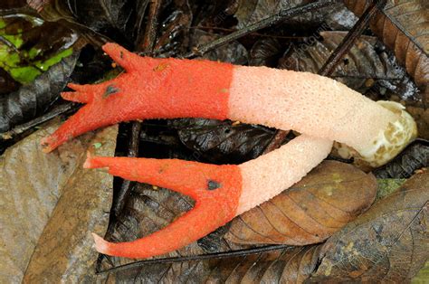 Stinkhorn Fungus - Stock Image - F031/6126 - Science Photo Library