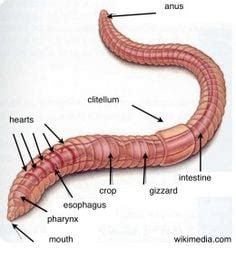 Earthworm Lips | Lipstutorial.org