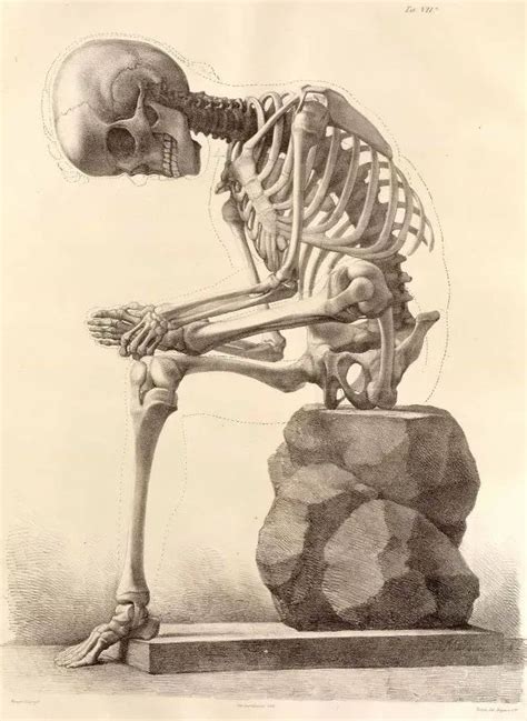 15 Free Vintage Medical Halloween Images | Remodelaholic.com | Vintage medical, Skeleton anatomy ...