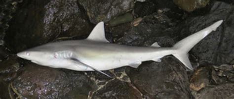 Requiem Shark Family Photographs, and Information – Carcharhinidae | Mexican Fish.com