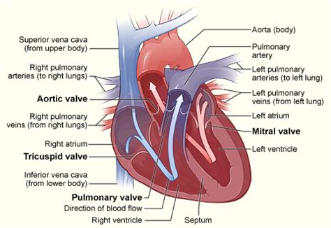 17.2B: Operation of Atrioventricular Valves - Medicine LibreTexts