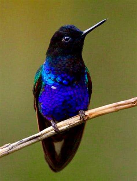 Beautiful Blue Hummingbird. Pretty Birds, Love Birds, Beautiful Birds, Animals Beautiful, Cute ...