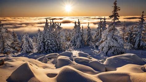 Snow Covered Pine Trees With Landscape Of Fog Covered Forest With Sunbeam HD Winter Wallpapers ...