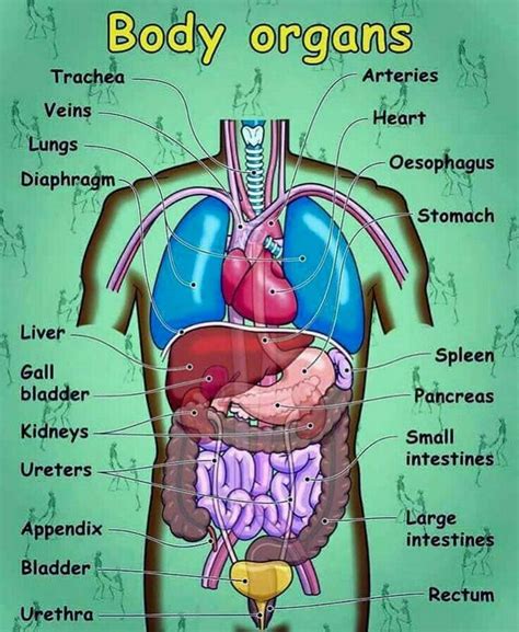 Pin by kohansi arela on Knowledge... | Human body vocabulary, Human ...