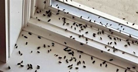 Castle Pest Control Services News & Information: Cluster Flies around your windows