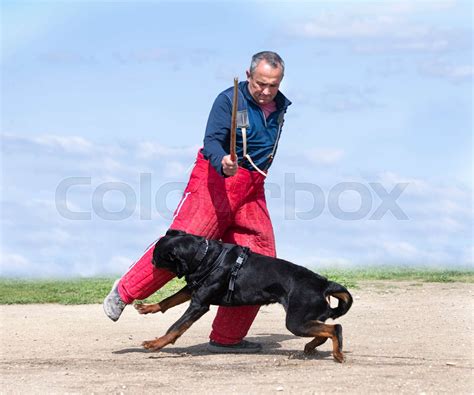 training of rottweiler | Stock image | Colourbox