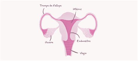 Induction de l'ovulation - Service de fertilité offert par Fertilys